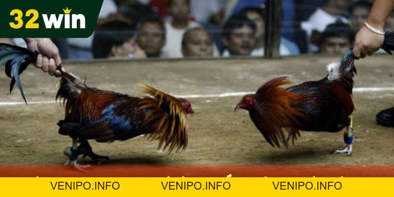 Đá Gà Cựa Sắt 32Win Hướng Dẫn Cách Chơi Chi Tiết - Venipo