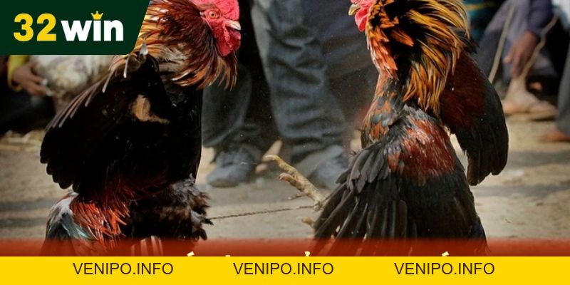 Đá Gà Cựa Sắt 32Win Hướng Dẫn Cách Chơi Chi Tiết - Venipo