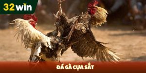 ĐÁ GÀ - 32win - Venipo