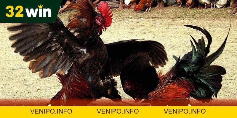 Đá Gà Cựa Sắt 32Win Hướng Dẫn Cách Chơi Chi Tiết - Venipo