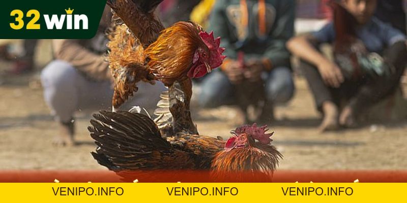 Đá Gà Cựa Sắt 32Win Hướng Dẫn Cách Chơi Chi Tiết - Venipo