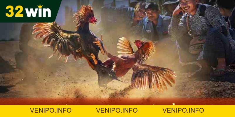 Đá Gà Thomo - Chiến Lược Chơi Game Nhanh Thắng Tại 32Win - Venipo