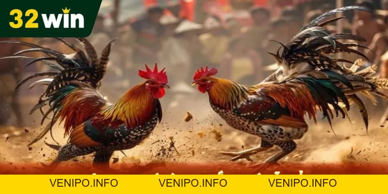 Đá Gà Cựa Sắt 32Win Hướng Dẫn Cách Chơi Chi Tiết - Venipo