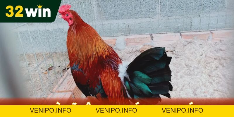 Mua Gà Mỹ Ở Đâu - Địa Chỉ Nổi Tiếng Được 32WIN Chọn Lọc - Venipo