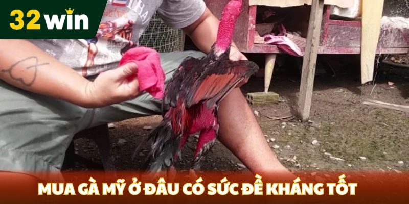 Mua Gà Mỹ Ở Đâu - Địa Chỉ Nổi Tiếng Được 32WIN Chọn Lọc - Venipo