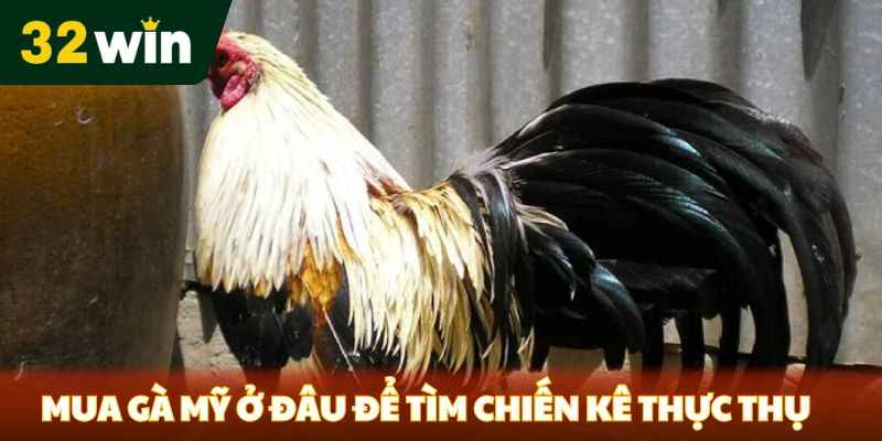 Mua Gà Mỹ Ở Đâu - Địa Chỉ Nổi Tiếng Được 32WIN Chọn Lọc - Venipo