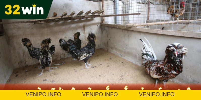 Mua Gà Mỹ Ở Đâu - Địa Chỉ Nổi Tiếng Được 32WIN Chọn Lọc - Venipo